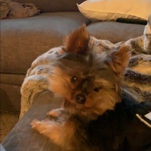 Meet your Posher, Dillon